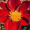 Plants Taylors Bulbs Dahlia Tubers | Dahlia 'Mexican Star' Tubers