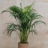 Interiors Houseplants Houseplants & Pots | Areca Dypsis Lutescens 21Cm