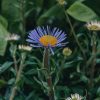 Plants Aster Prairie Garden | Aster Berggarten