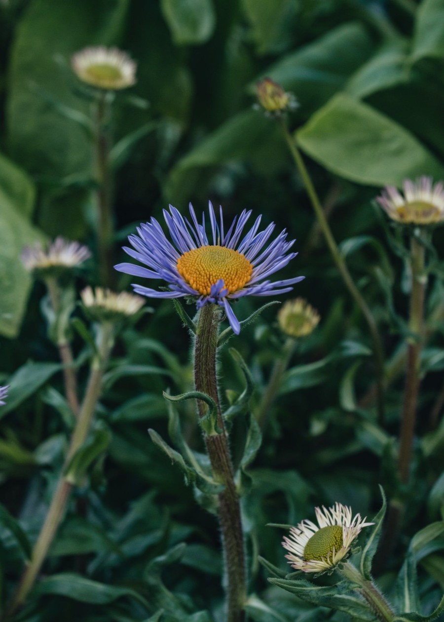 Plants Aster Prairie Garden | Aster Berggarten