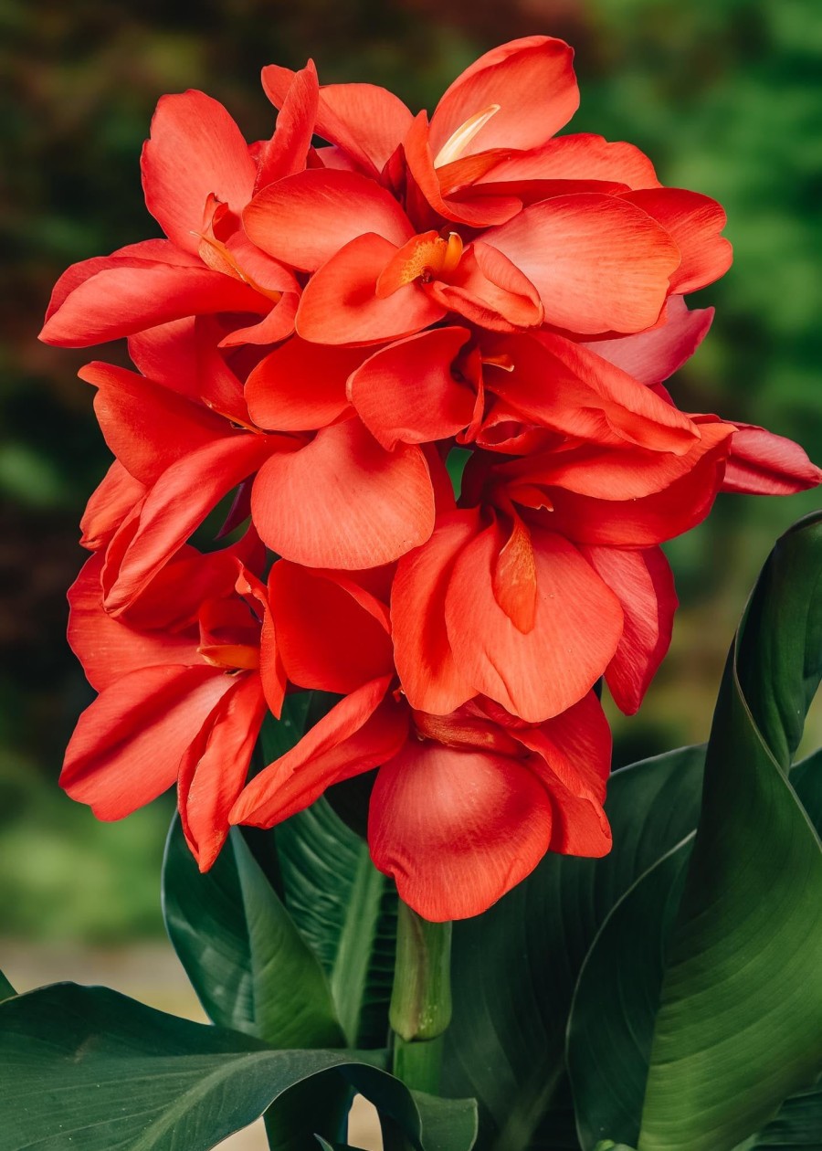 Plants Taylors Bulbs Begonia, Canna, Crocosmia And More Bulbs | Cannasol 'Happy Isabel', Pack Of Three Rhizomes