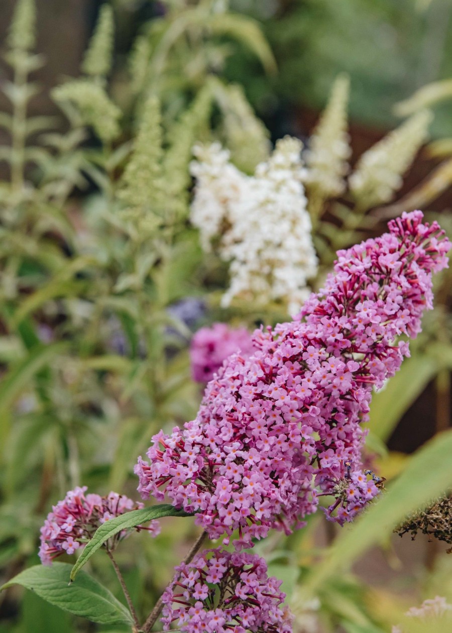 Plants Buddleia Pollinator Garden | Buddleia Pink Delight