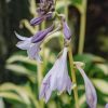 Plants Hosta Cottage Garden | Hosta Lakeside Spellbinder