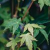 Plants Acer Cottage Garden | Buy Acer Palmatum Bi Hoo