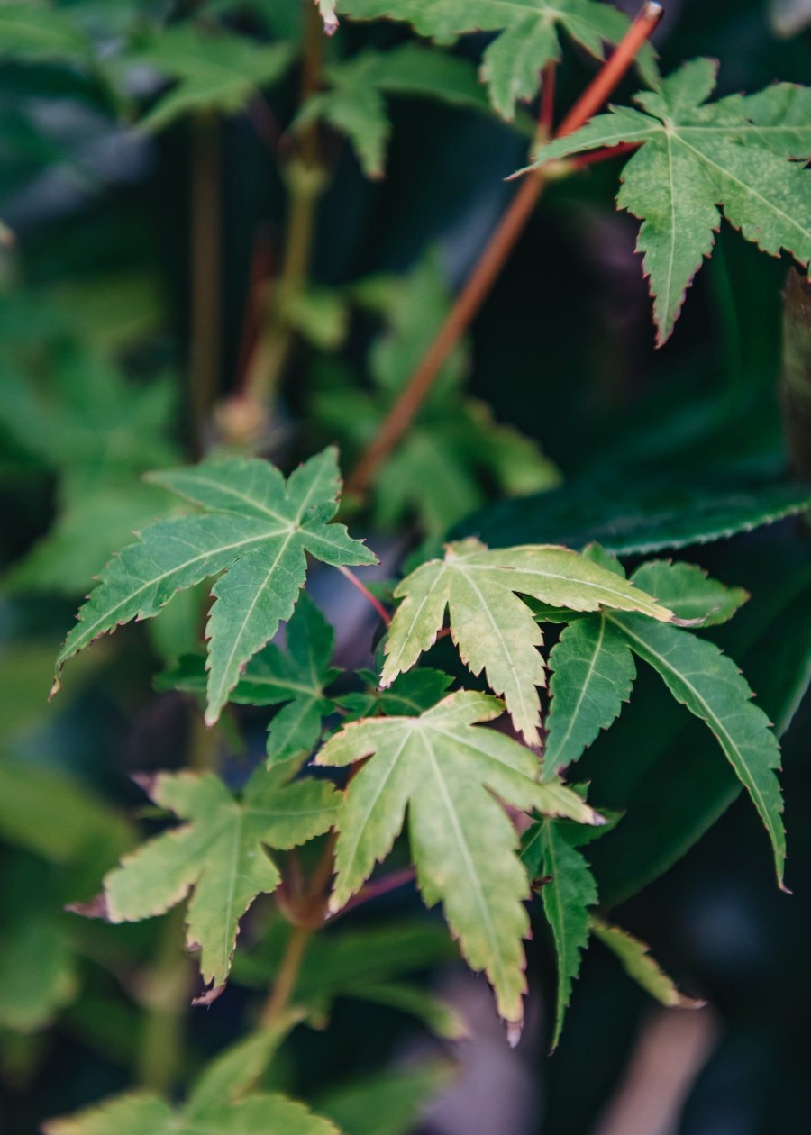 Plants Acer Cottage Garden | Buy Acer Palmatum Bi Hoo