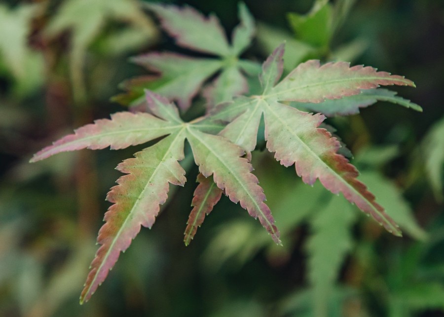 Plants Acer Cottage Garden | Buy Acer Palmatum Bi Hoo