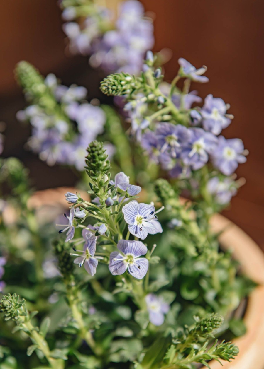 Plants Veronica Pollinator Garden | Veronica Mountain Breeze