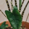 Interiors Houseplants Houseplants & Pots | Alocasia Zebrina Large