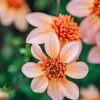 Plants Taylors Bulbs Dahlia Tubers | Dahlia 'Totally Tangerine', Pack Of Five Tubers