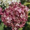 Plants Hydrangea Cottage Garden | Hydrangea Pink Annabelle