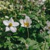 Plants Anemone Pollinator Garden | Anemone Wild Swan