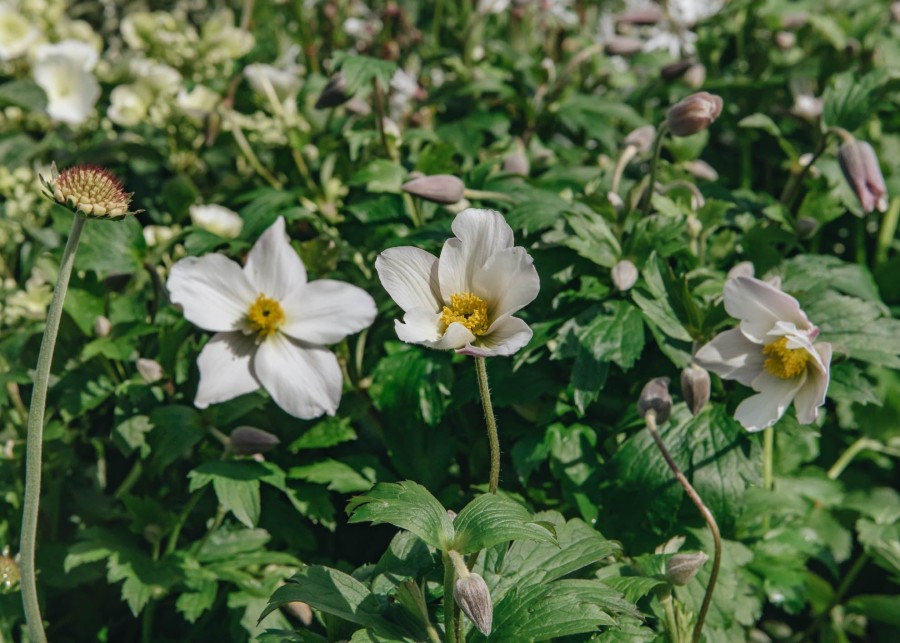 Plants Anemone Pollinator Garden | Anemone Wild Swan