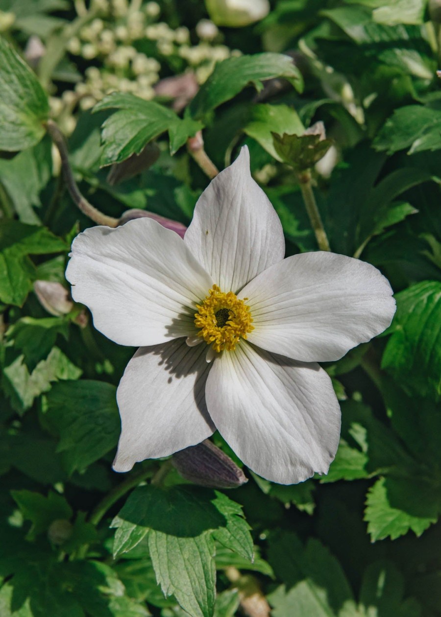 Plants Anemone Pollinator Garden | Anemone Wild Swan