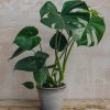 Interiors Houseplants Houseplants & Pots | British Grown Monstera Deliciosa