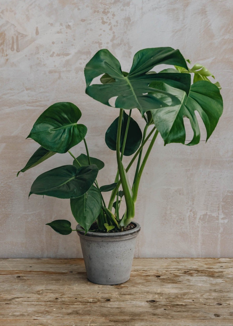 Interiors Houseplants Houseplants & Pots | British Grown Monstera Deliciosa