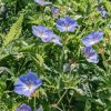 Plants Geranium Pollinator Garden | Geranium Rozanne