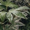 Plants Fatsia Pollinator Garden | Fatsia Japonica 'Spider'S Web' 4.5L