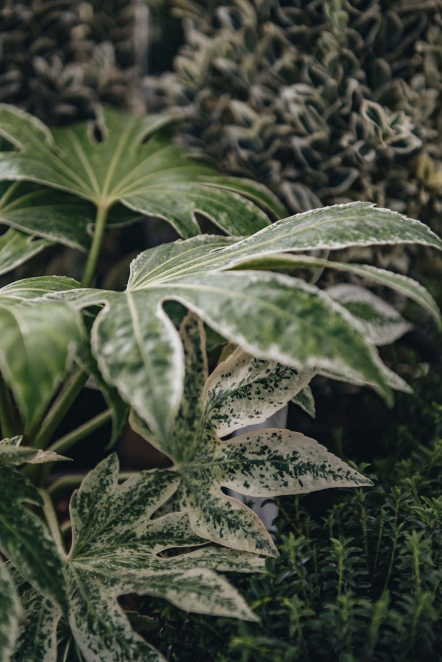 Plants Fatsia Pollinator Garden | Fatsia Japonica 'Spider'S Web' 4.5L