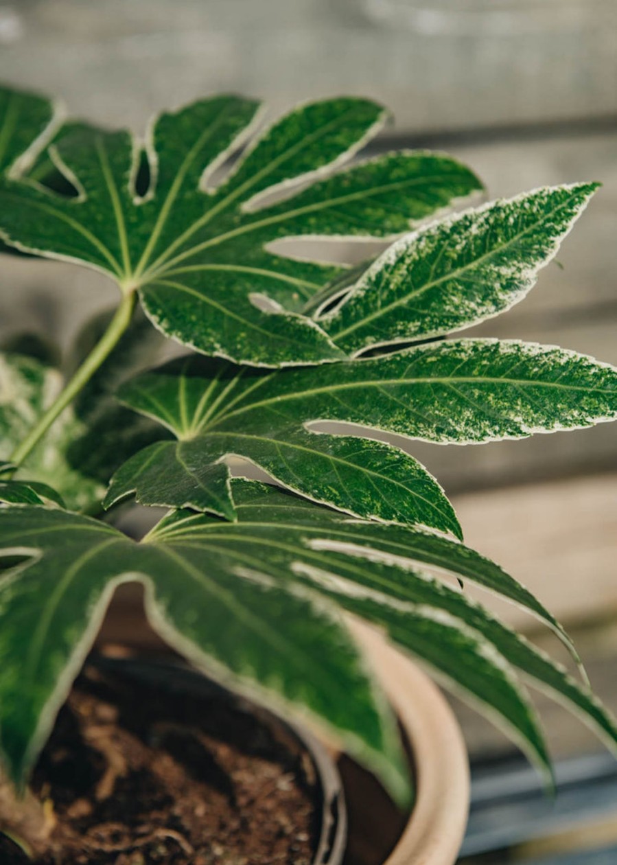 Plants Fatsia Pollinator Garden | Fatsia Japonica 'Spider'S Web' 4.5L