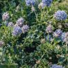 Plants Ceanothus Pollinator Garden | Ceanothus Blue Mound