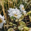 Plants Anemone Pollinator Garden | Anemone Whirlwind