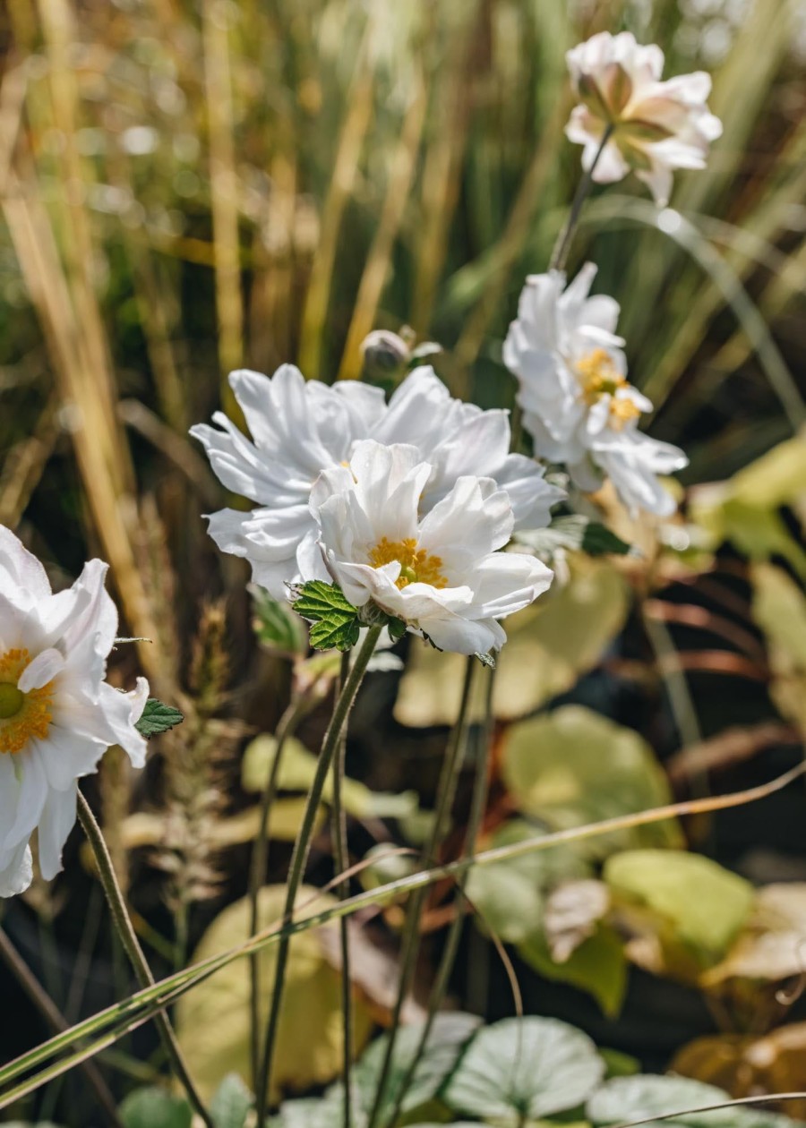 Plants Anemone Pollinator Garden | Anemone Whirlwind