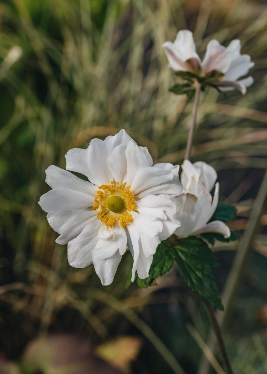 Plants Anemone Pollinator Garden | Anemone Whirlwind