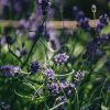 Plants Lavender Kitchen Garden | Lavandula Angustifolia Essence Purple