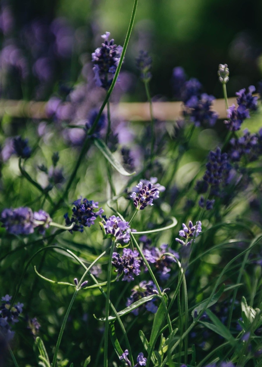 Plants Lavender Kitchen Garden | Lavandula Angustifolia Essence Purple