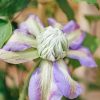 Plants Clematis Cottage Garden | Clematis Diamantina