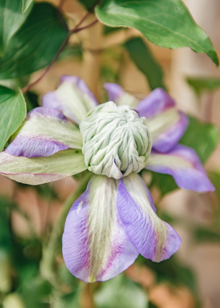 Plants Clematis Cottage Garden | Clematis Diamantina