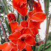 Plants Taylors Bulbs Gladioli Corms | Gladiolus 'Nanus Atom', Pack Of 15 Corms