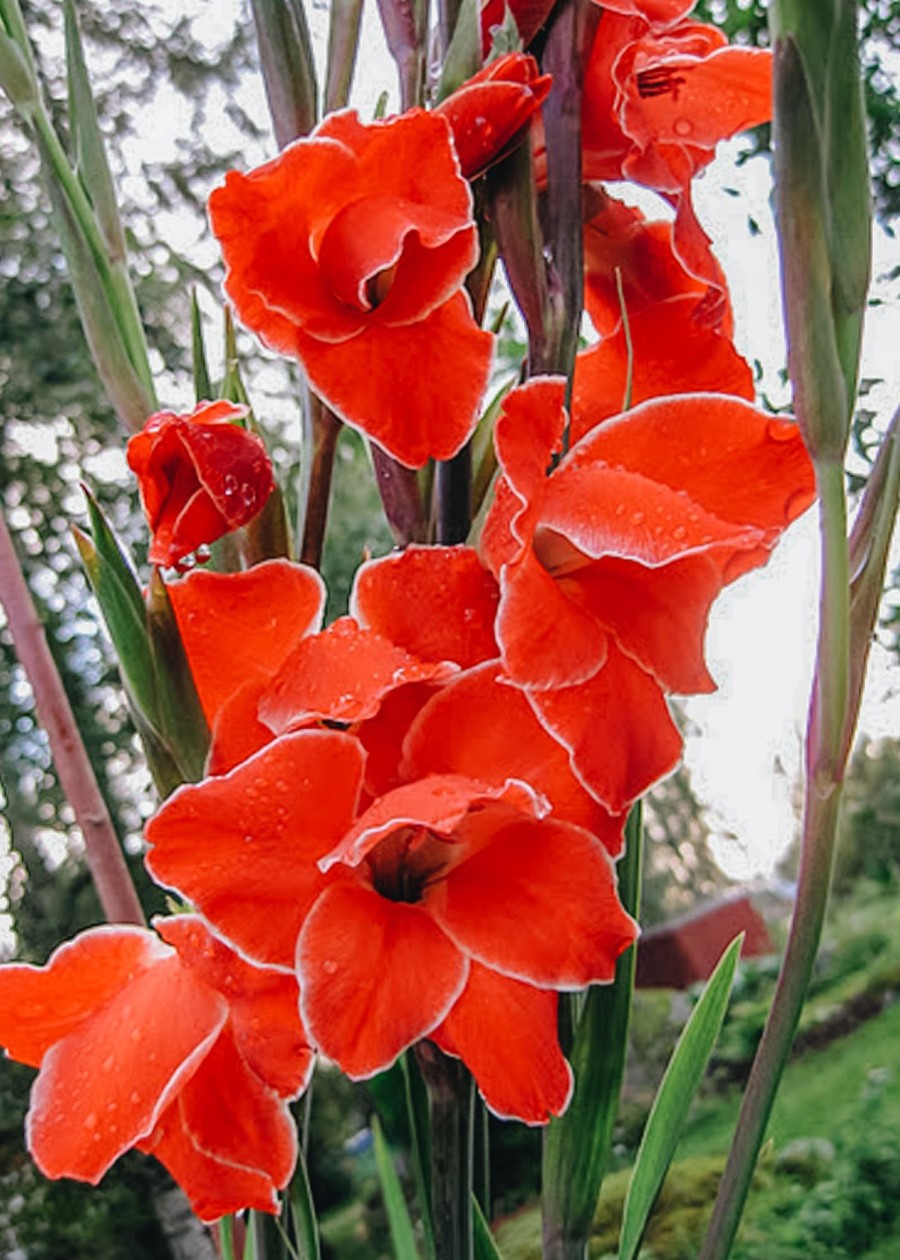 Plants Taylors Bulbs Gladioli Corms | Gladiolus 'Nanus Atom', Pack Of 15 Corms