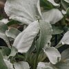 Plants Senecio Cottage Garden | Senecio Angel Wings