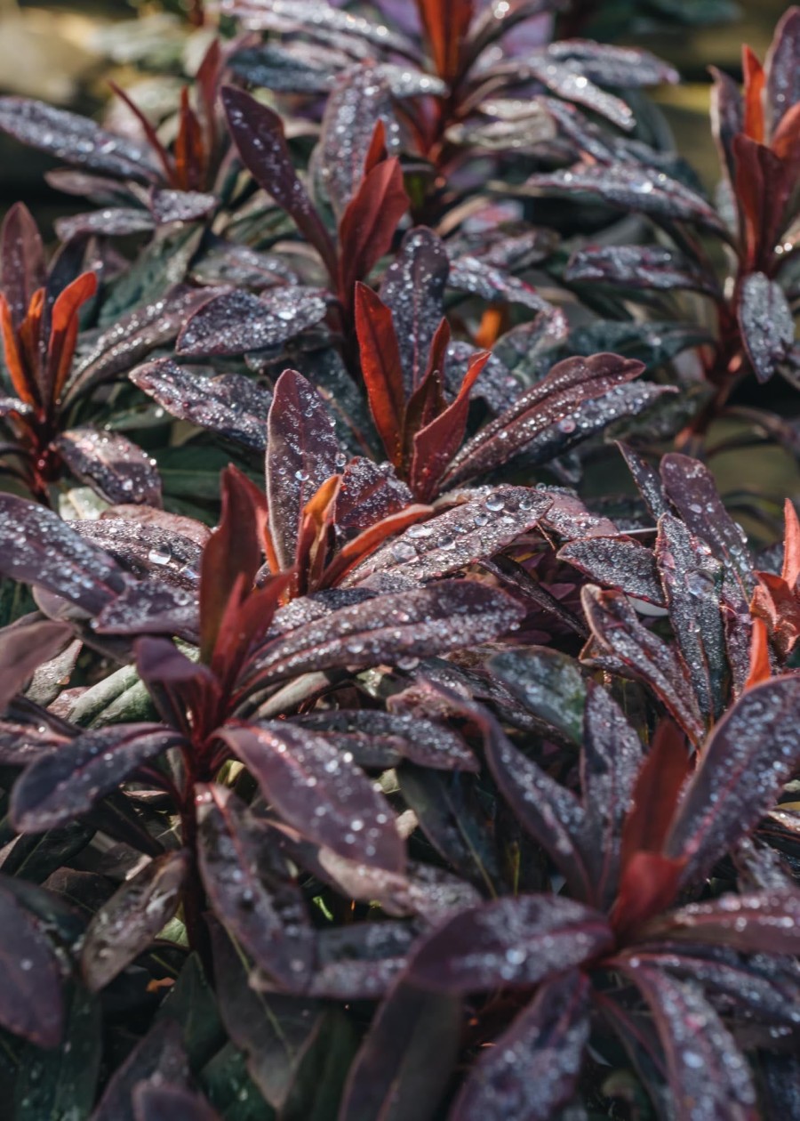 Plants Euphorbia Pollinator Garden | Euphorbia Ruby Glow 2L