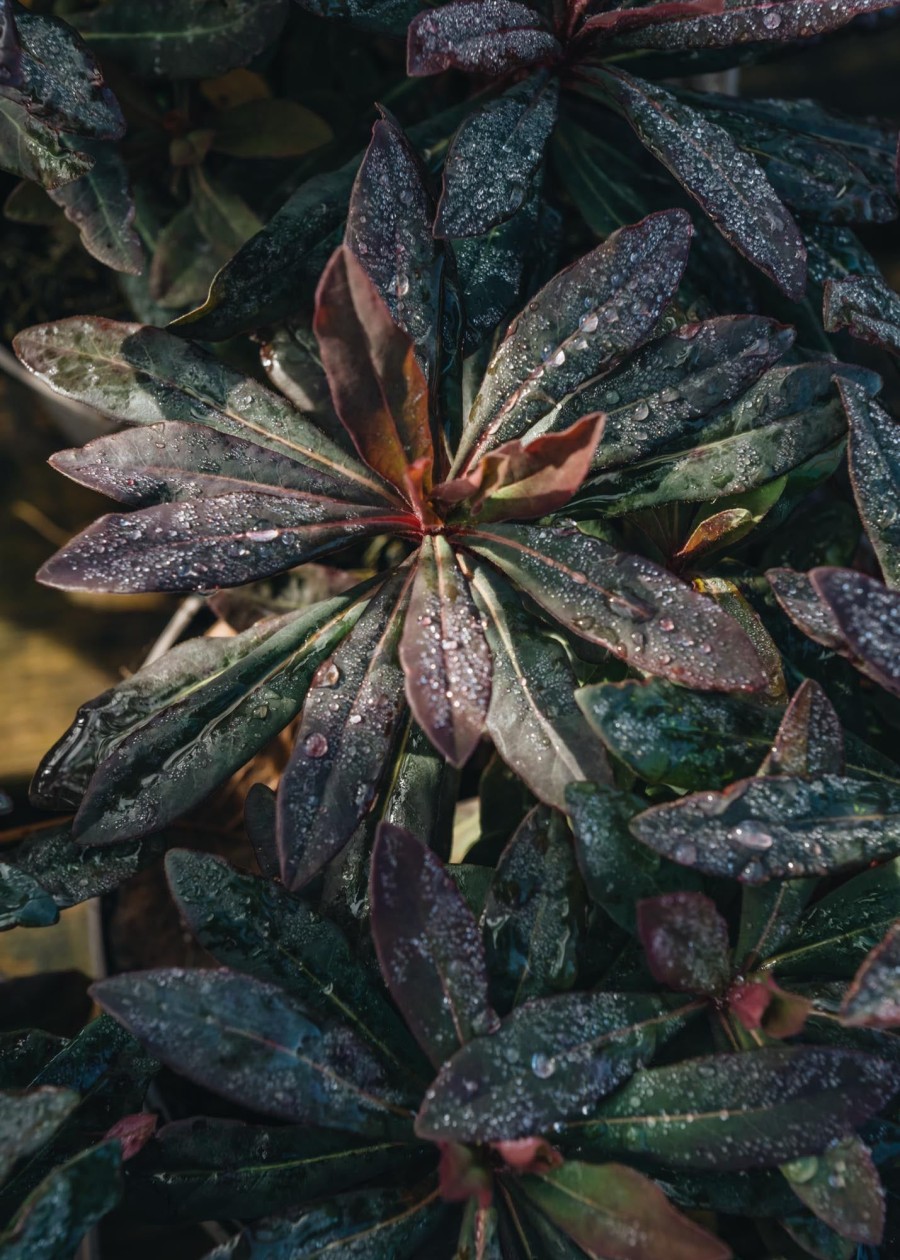 Plants Euphorbia Pollinator Garden | Euphorbia Ruby Glow 2L