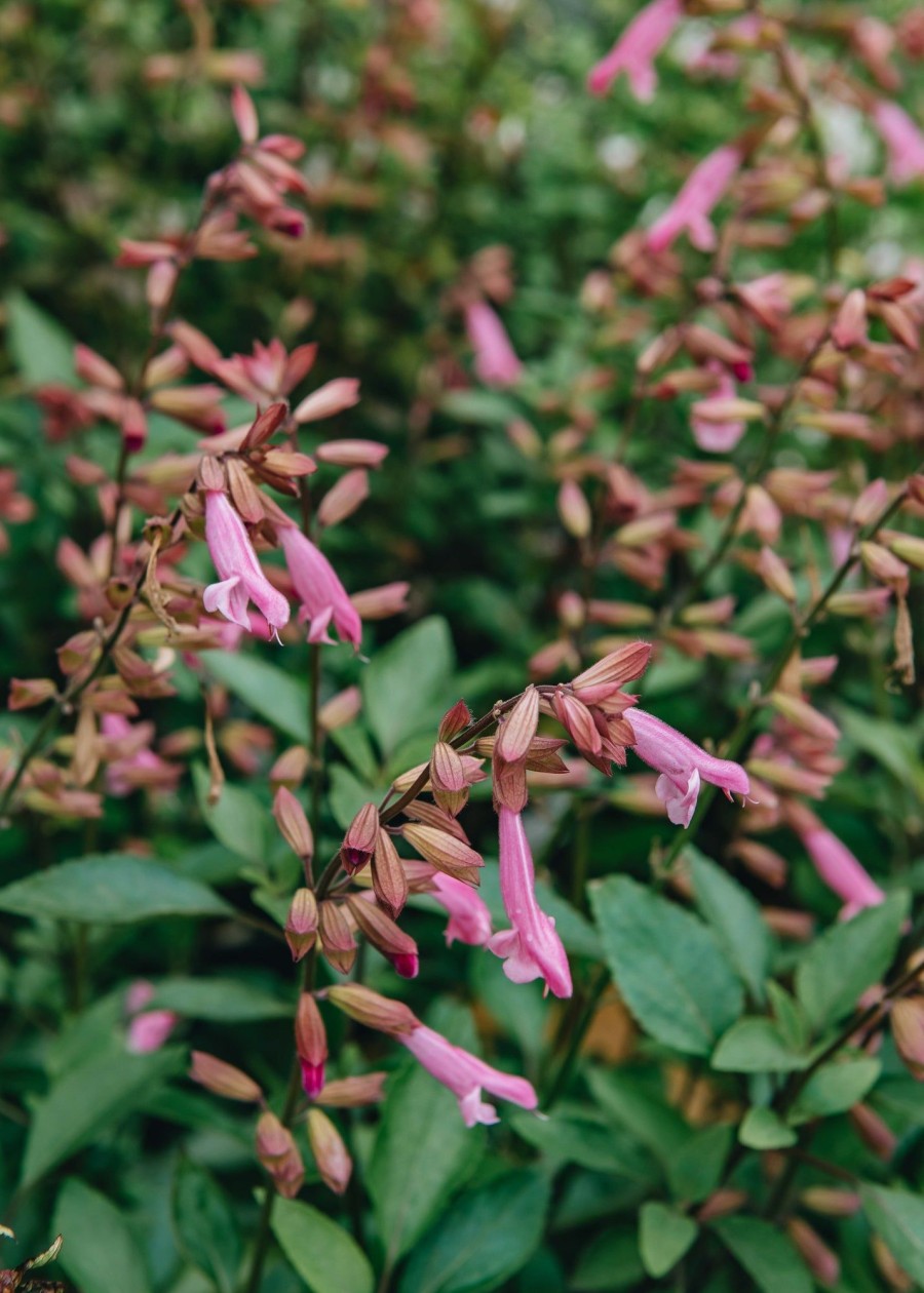 Plants Salvia Pollinator Garden | Salvia Kisses And Wishes