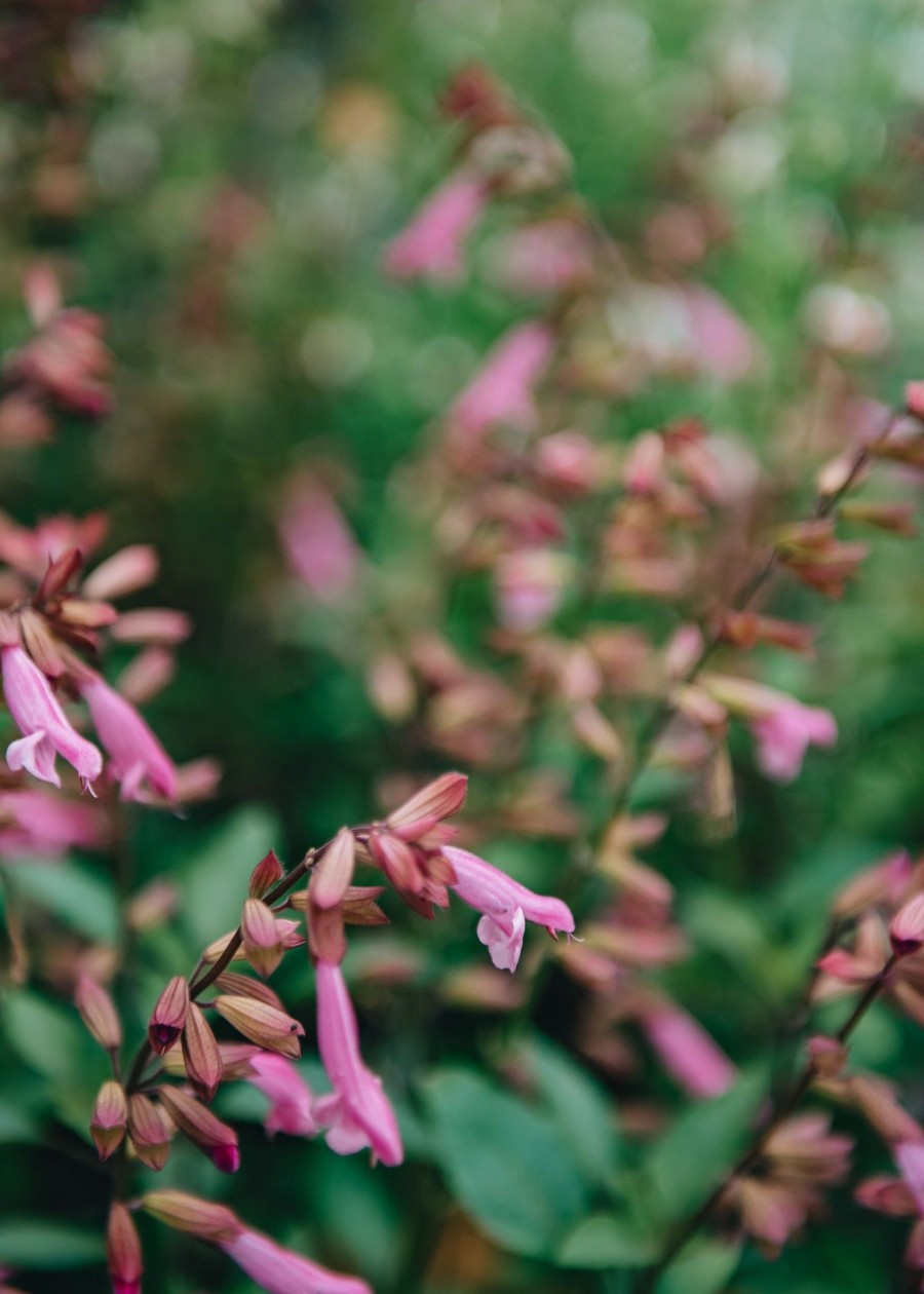 Plants Salvia Pollinator Garden | Salvia Kisses And Wishes