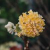 Plants Edgeworthia Cottage Garden | Edgeworthia Chrysantha Grandiflora 2/3L