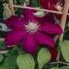 Plants Clematis Cottage Garden | Clematis Issey