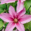 Plants Clematis Cottage Garden | Clematis Sally