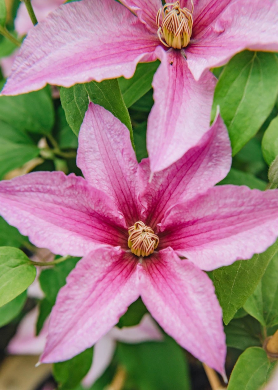 Plants Clematis Cottage Garden | Clematis Sally