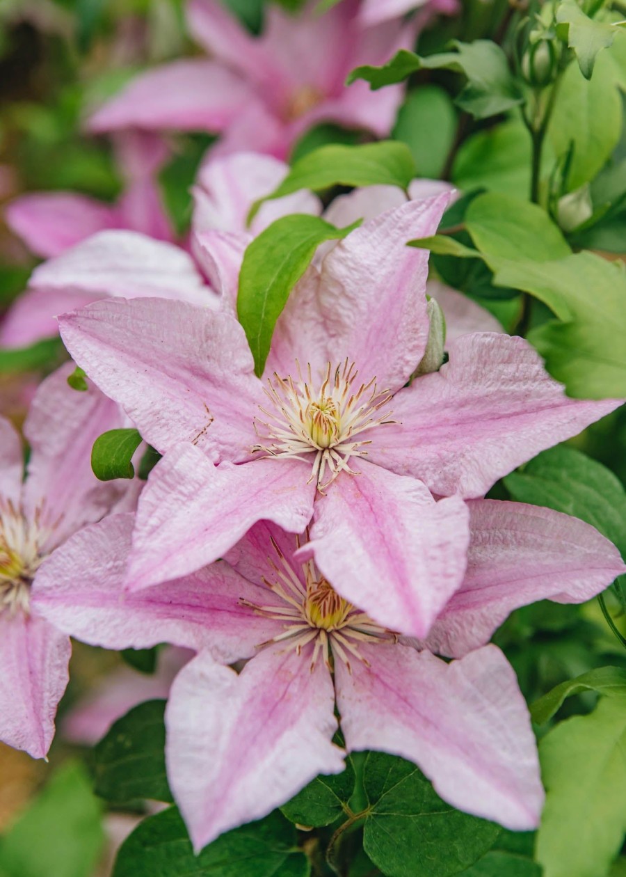 Plants Clematis Cottage Garden | Clematis Sally