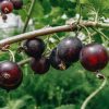 Plants Jostaberry Kitchen Garden | Ribes Nidigrolaria (Jostaberry)