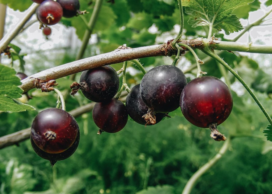 Plants Jostaberry Kitchen Garden | Ribes Nidigrolaria (Jostaberry)