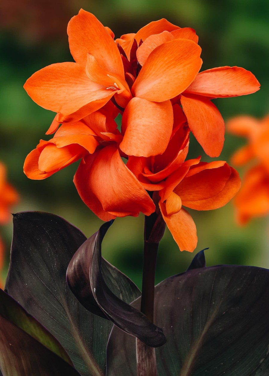 Plants Taylors Bulbs Begonia, Canna, Crocosmia And More Bulbs | Cannasol 'Happy Wilma', Pack Of Three Rhizomes