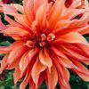 Plants Taylors Bulbs Dahlia Tubers | Dahlia 'Labyrinth' Tubers