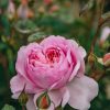 Plants David Austin Roses Rose Garden | Rosa The Ancient Mariner
