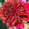 Plants Taylors Bulbs Dahlia Tubers | Dahlia 'Rock Star' Tubers