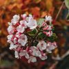 Plants Viburnum Pollinator Garden | Viburnum Carlesii